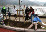 tree planting