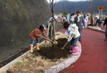 tree planting